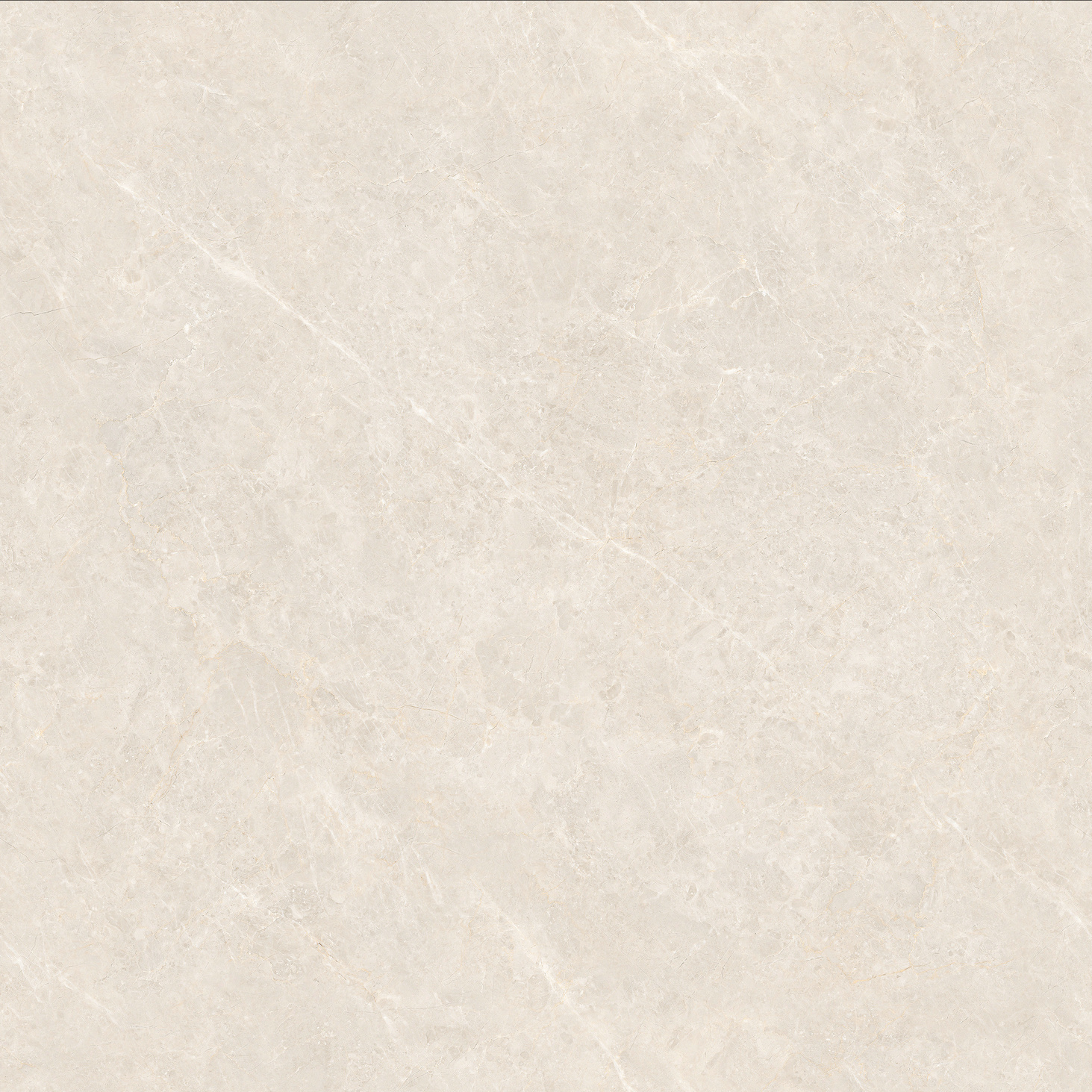 8DBP503B 顶级白玉兰产品图
